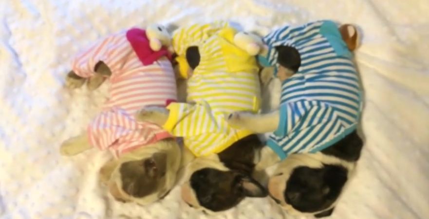 Boston Terrier puppies sleep adorably in pajamas