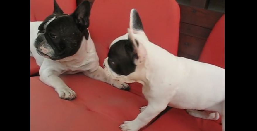 French Bulldog puppy argues with dad