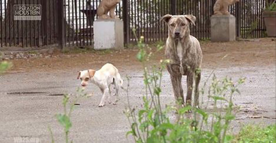 A Homeless Dog Walks Right Into The Loving Arms That Will Save His Life