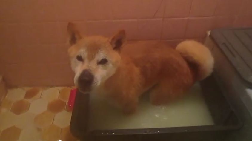 This Dog Taking A Bath With Rubber Duckies Is All Kinds Of Adorable