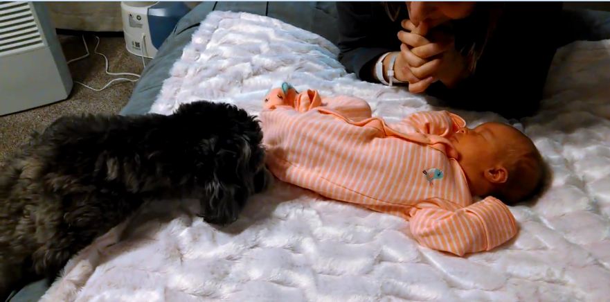 Puppy meets newborn baby for first time