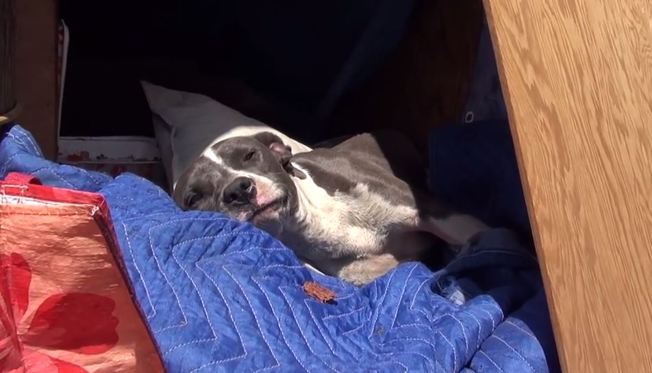 Injured Pit Bull Transforms After Getting Rescued