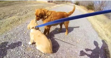 Seeing Mom Again Is The Best! Watch A Pup Reunite With His Mama After Four Months!