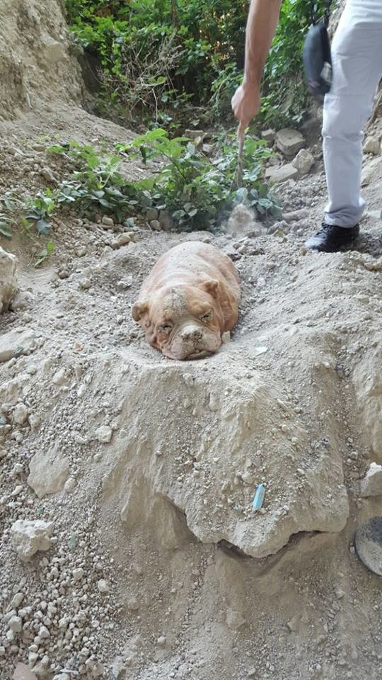 A Man Was Out For A Walk When He Made This Horrific Discovery