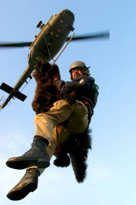 Rescue Dog Becomes A Member Of The Newfoundland Coast Guard Team