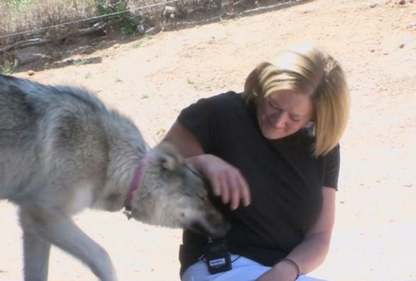 Dog Missing for 6 Weeks After Falling into Poudre River Found Alive