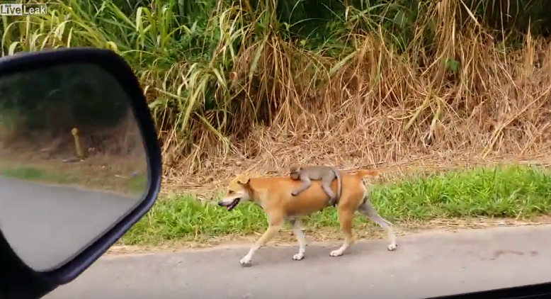 This Monkey Found His Mother Dead, The Dog Did Something Unthinkable To Him