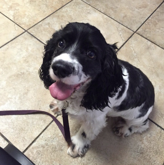 When He Realizes He’s At The Vet And Not The Park, This Dog Has A Hilarious Reaction