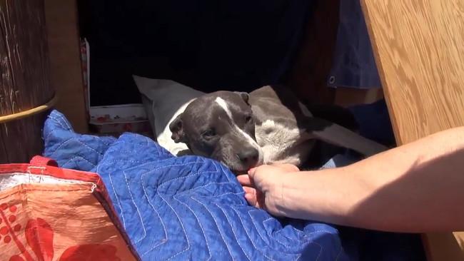 This Poor, Injured Pit Bull Only Wanted One Thing – To Be Rescued