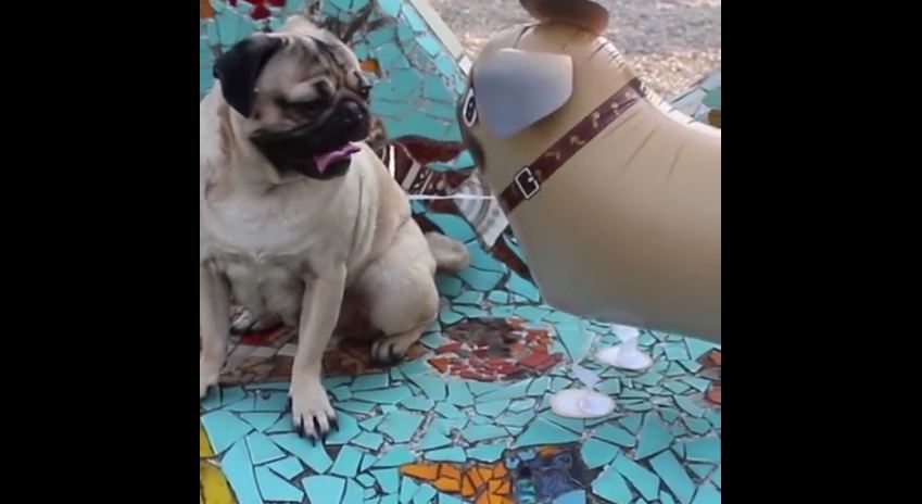 The Best Of Doug The Pug