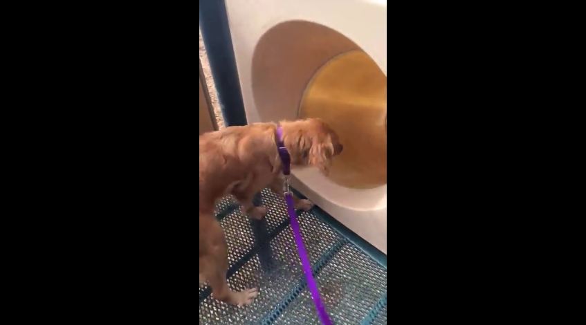 Unsure About A Strange New Toy, A Dog Gets A Little Help From Her Friends