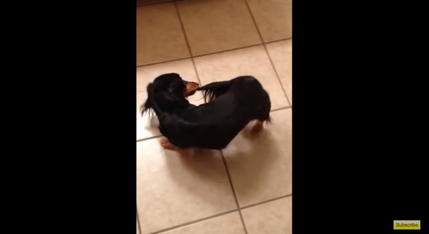 Silly Dog Decides He’s Going To Carry His Own Tail Around The House