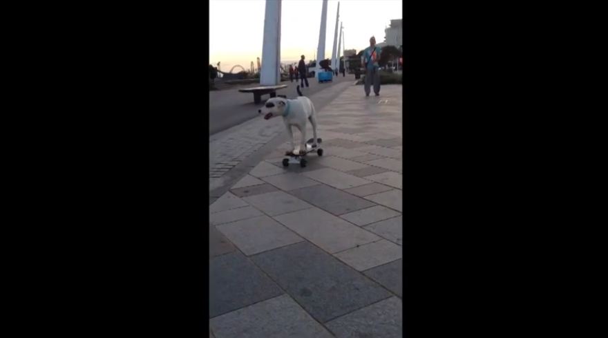 Staffordshire Bull Terrier is a skateboarding pro