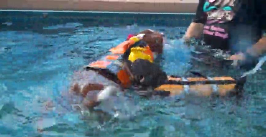 Pit Bull Terrier drags Chihuahua around in pool
