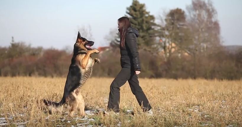 This Dog Looks Like He’s About To Attack, But What He Does Is Simply Amazing