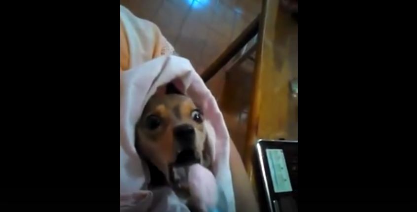 This Little Pup Is Eating Yogurt Just Like A Tiny Baby…What?!