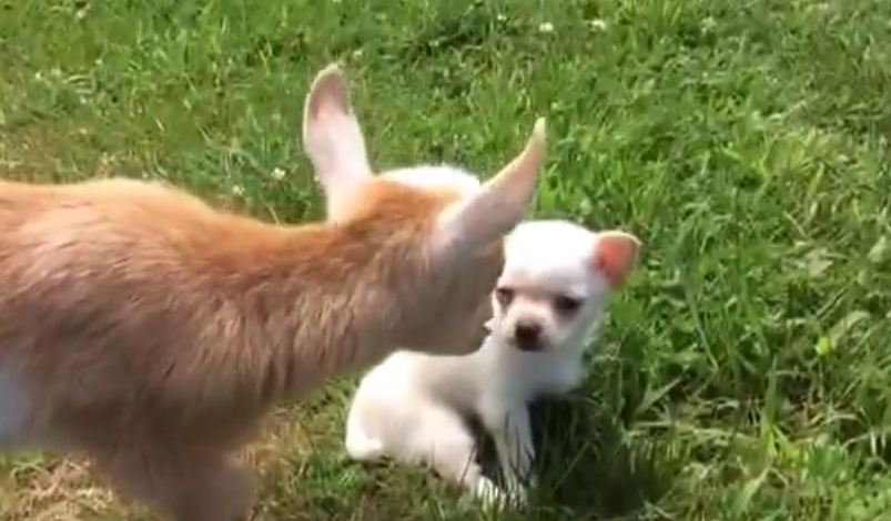 This Puppy Was Adopted By Goats But Wait ‘Till You See Them Play