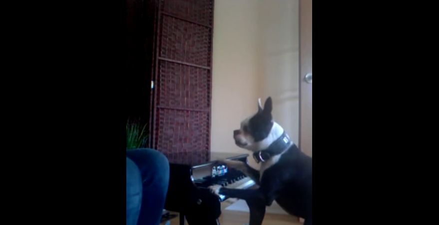 Boston Terrier dog plays the piano