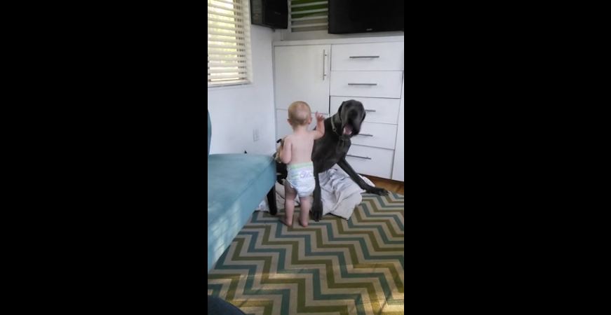 This Baby Shows His Big Great Dane Dog Exactly Who’s The Boss – Too Cute!