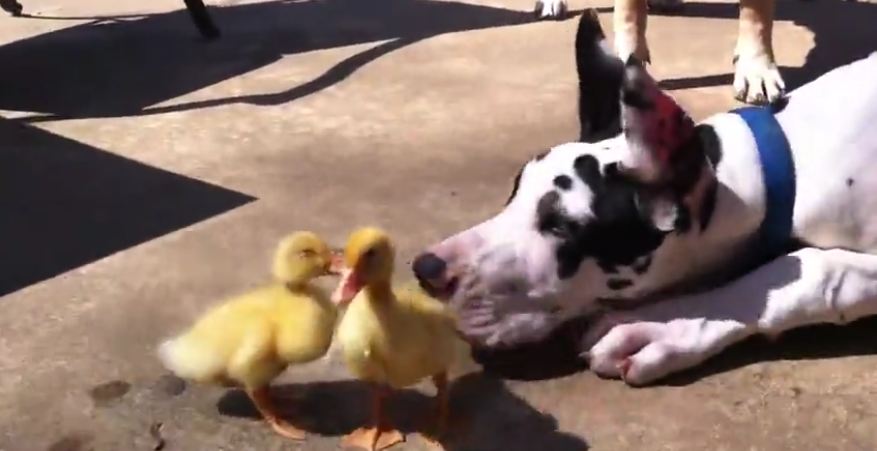 Great Dane and 200lb Mastiff play with baby ducks