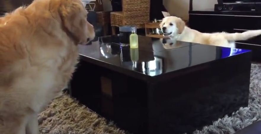 This Tiny Puppy Outsmarts His Big Brother In The Cutest Way Possible