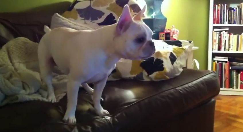 This Dog Doesn’t Understand Why The Dog On YouTube Won’t Bark Back