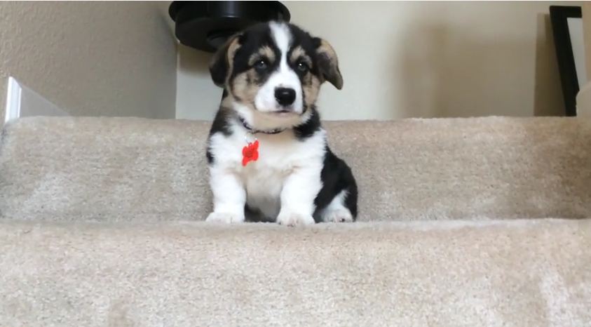 This Corgi Puppy’s Struggle With The Stairs Will Get You Through Your Day