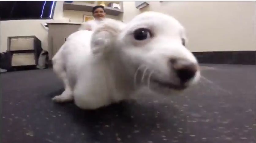 This Tiny Dog Was Born With Two Legs, But Kind Rescuers Are Helping Him Walk