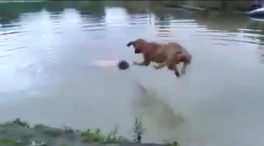 Dog “Saves” Drowning Human