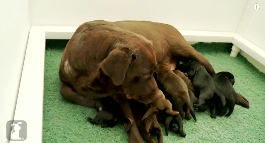 You’ve Never Met A Mama Dog That Was So Proud Of Her Pups