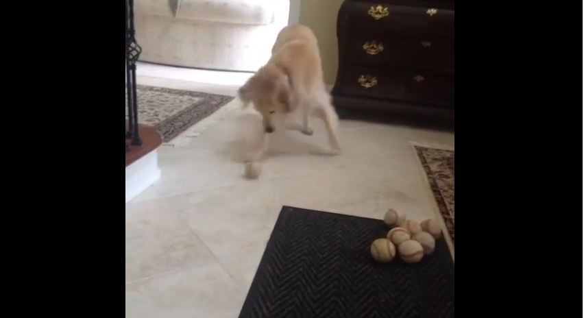 This Dog Missed The Ball He Was Rolled But The Way He Covers It Up Is Priceless!