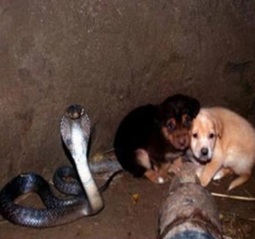 A Wild King Cobra Protects Two Puppies From Drowning In A Well