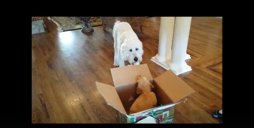 It Was This Dog’s First Birthday, So His Family Decided To Surprise Him