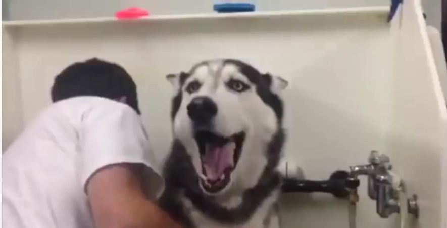 When It’s Time For A Bath, This Husky Has A Lot To Say About It
