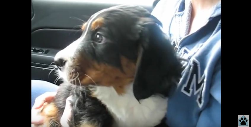 He Thought It Was Just Another Puppy, But His Wife Had A Big Secret For Him