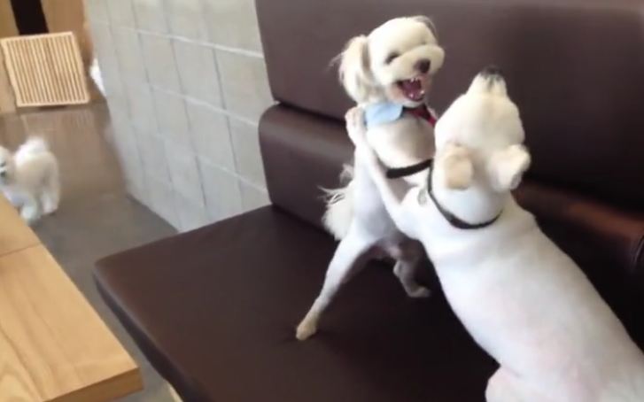 Two Puppies Were Going At It…Until Another Dog Got Involved