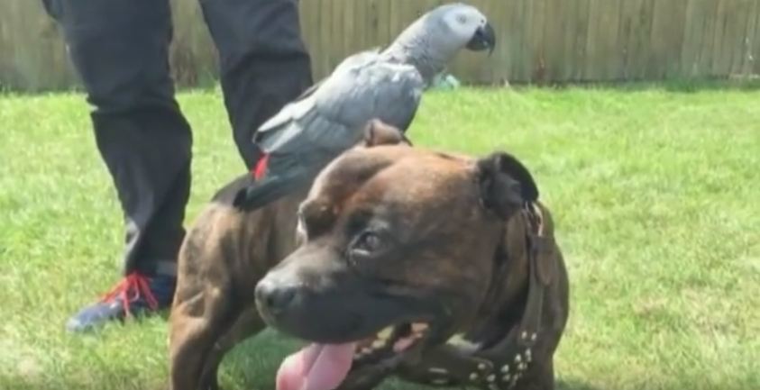 This PitBull’s Friend Hitches Rides Wherever He Goes