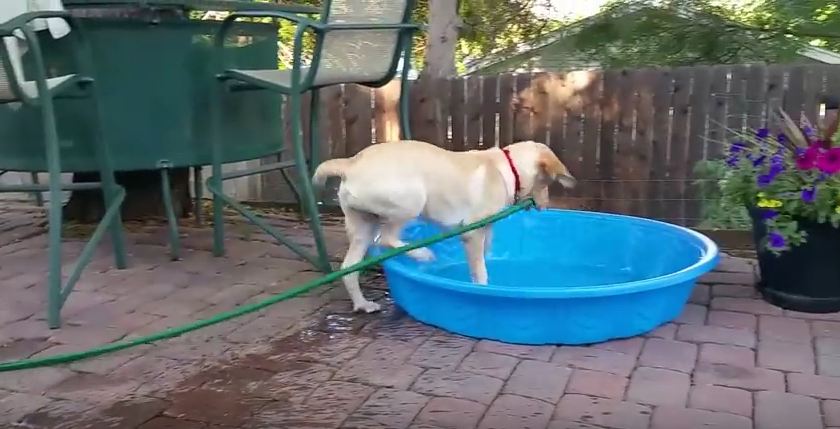 This Lab Knows That When You Want To Cool Down, You Have To Get A Little Wet