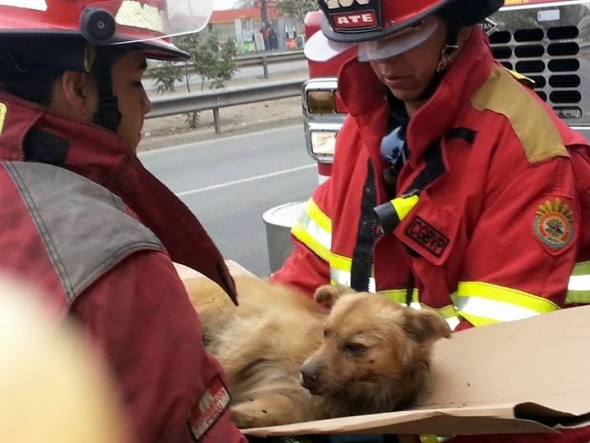 Firefighters Save Dog Believed to Be Dead