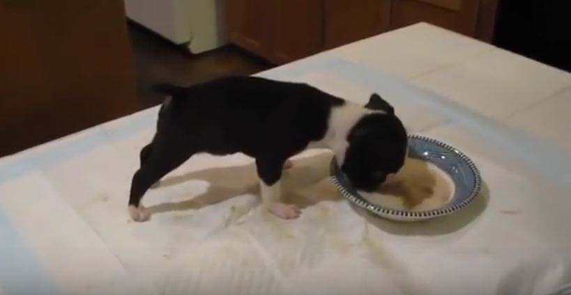 When This Tiny Puppy Eats, He Get’s So Excited. What He Does Will Make You Laugh