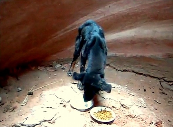 Hiker Risks His Life to Save Puppy Abandoned in Canyon