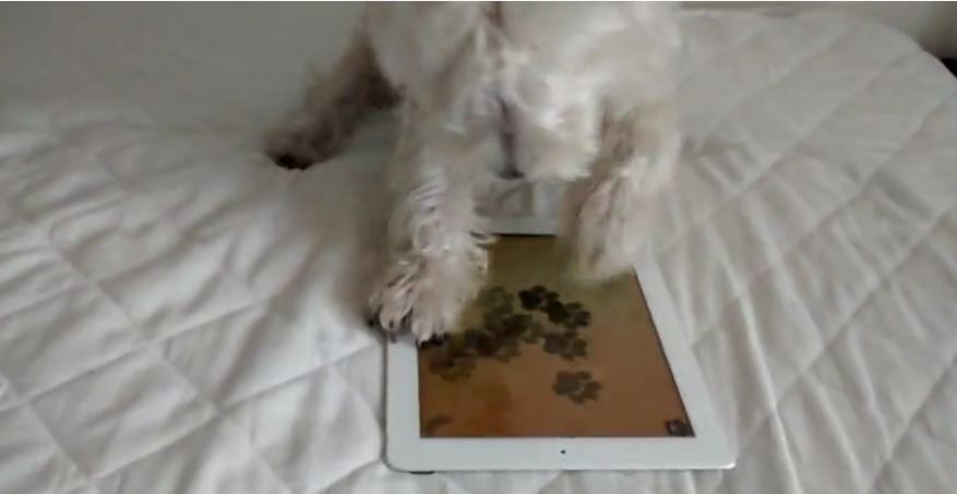 Energetic dog attempts to beat iPad game