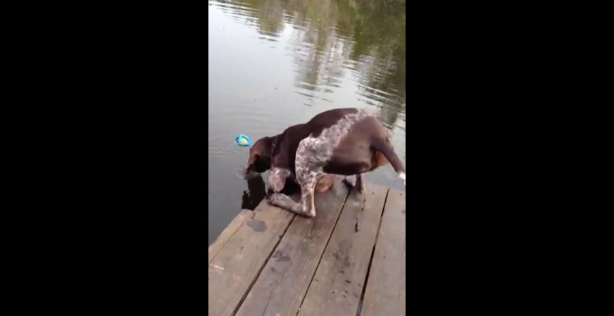Dog Drinks Lake Water to Fetch Ball!