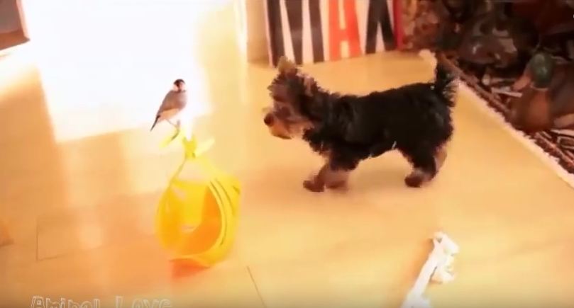 They Didn’t Agree At First, But This Dog And Bird Became Amazing Friends