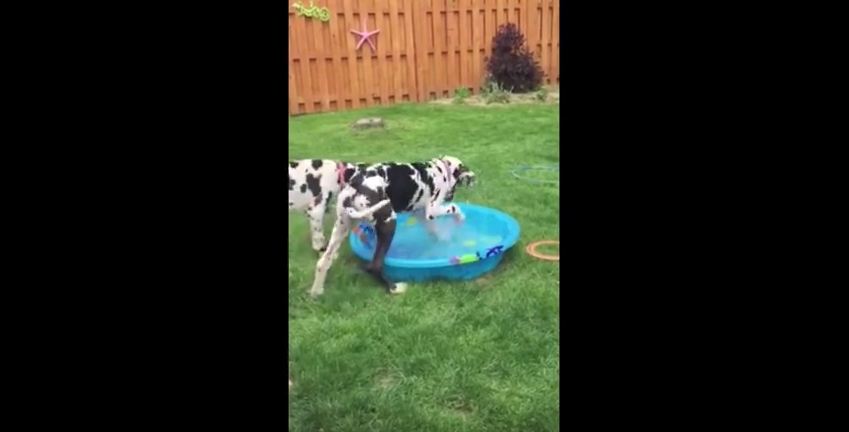 This Great Dane Wants Nothing More Than To be Able To Fit Into This Baby Pool