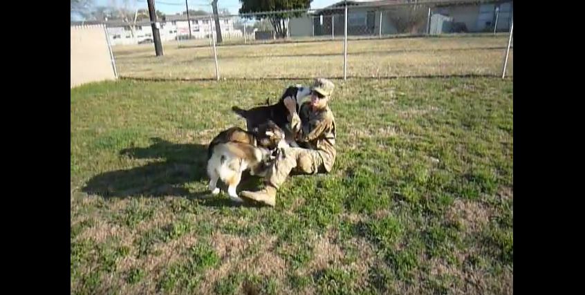 Huskies See Their Dad After 9 Months And Their Reaction Is Just Amazing!