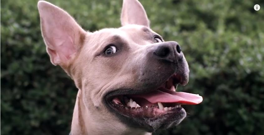 This Is What Happens (In Slow Motion) Every Time A Dog Hears Another Dog Bark – Pretty Amazing!