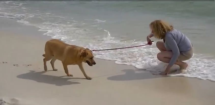 This May Be The Only Dog On Earth That Actually Hates The Beach