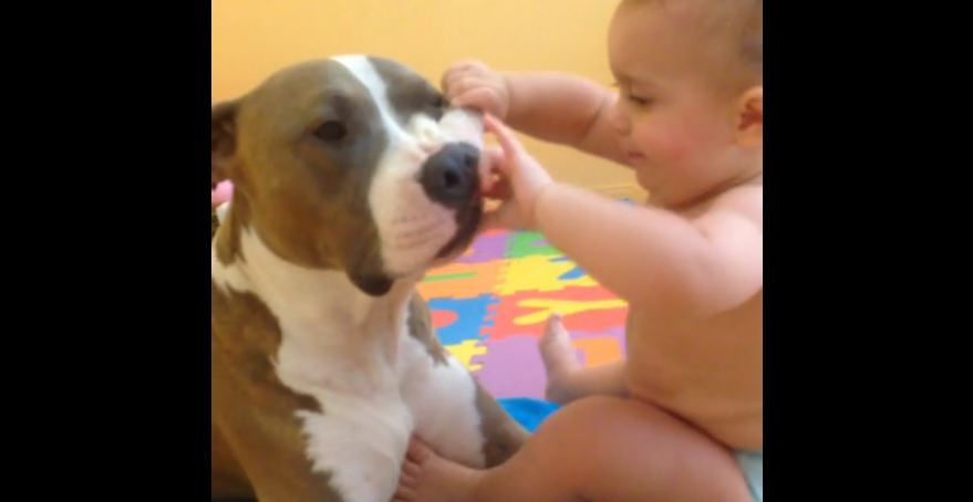This Big Pit Bull Is So Patient When A Baby Dentist Gives Her A Checkup