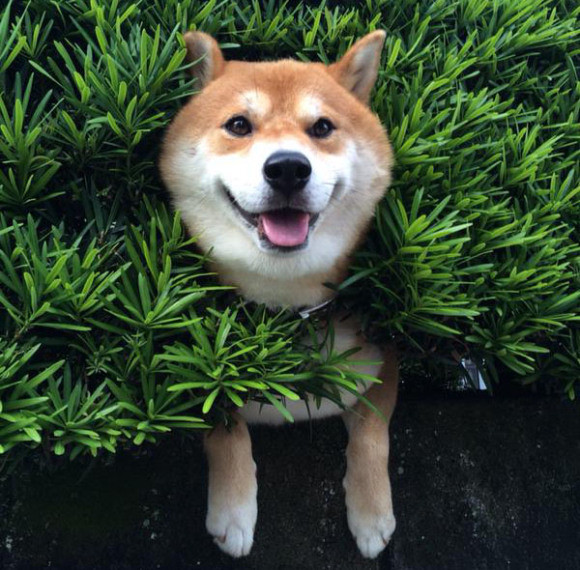 This Dog’s Reaction To Getting Stuck In A Bush Gave Me Some Serious Giggles